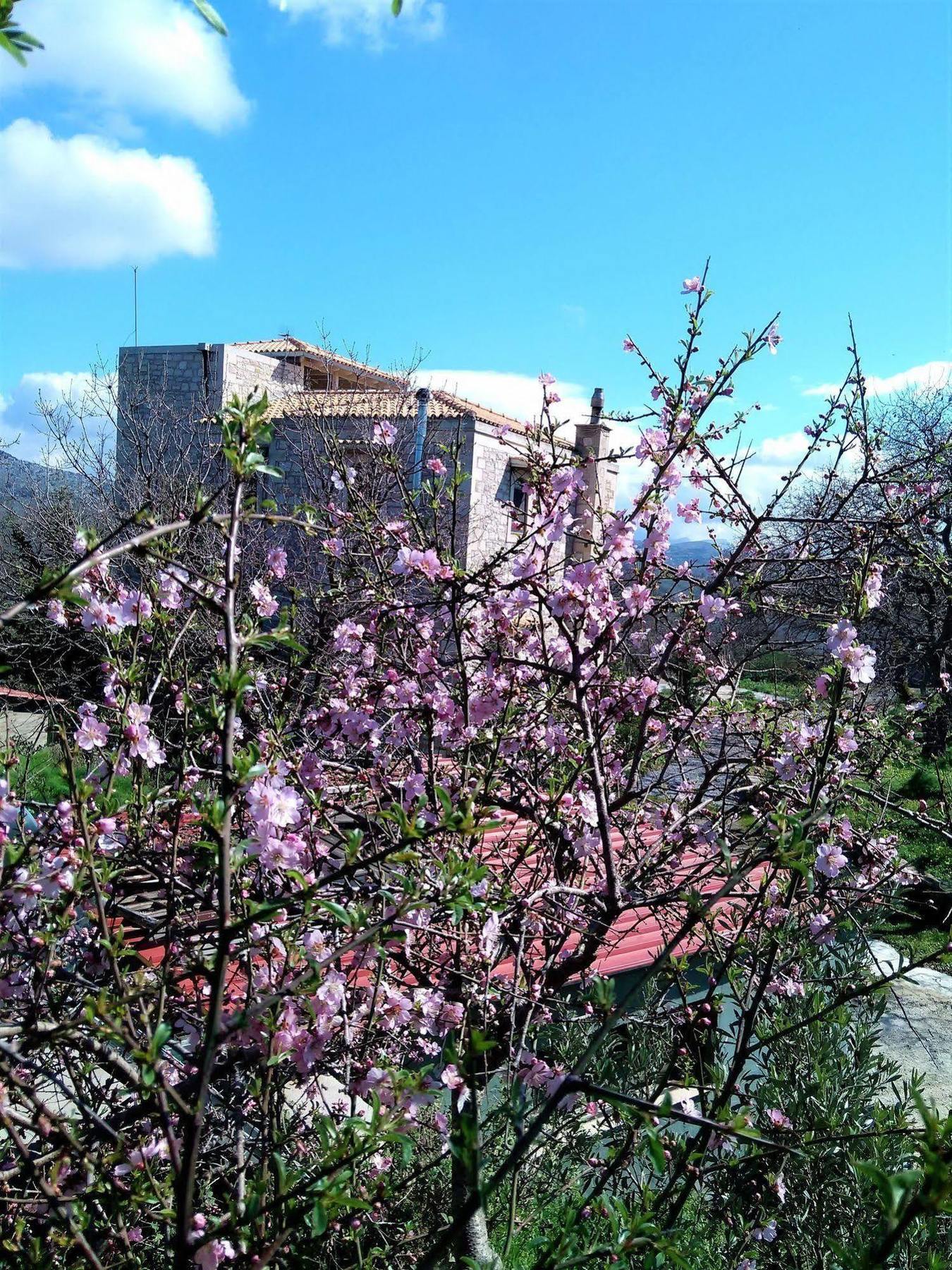 Villa Ermis - The Cretan Castello Kástellos Exteriér fotografie